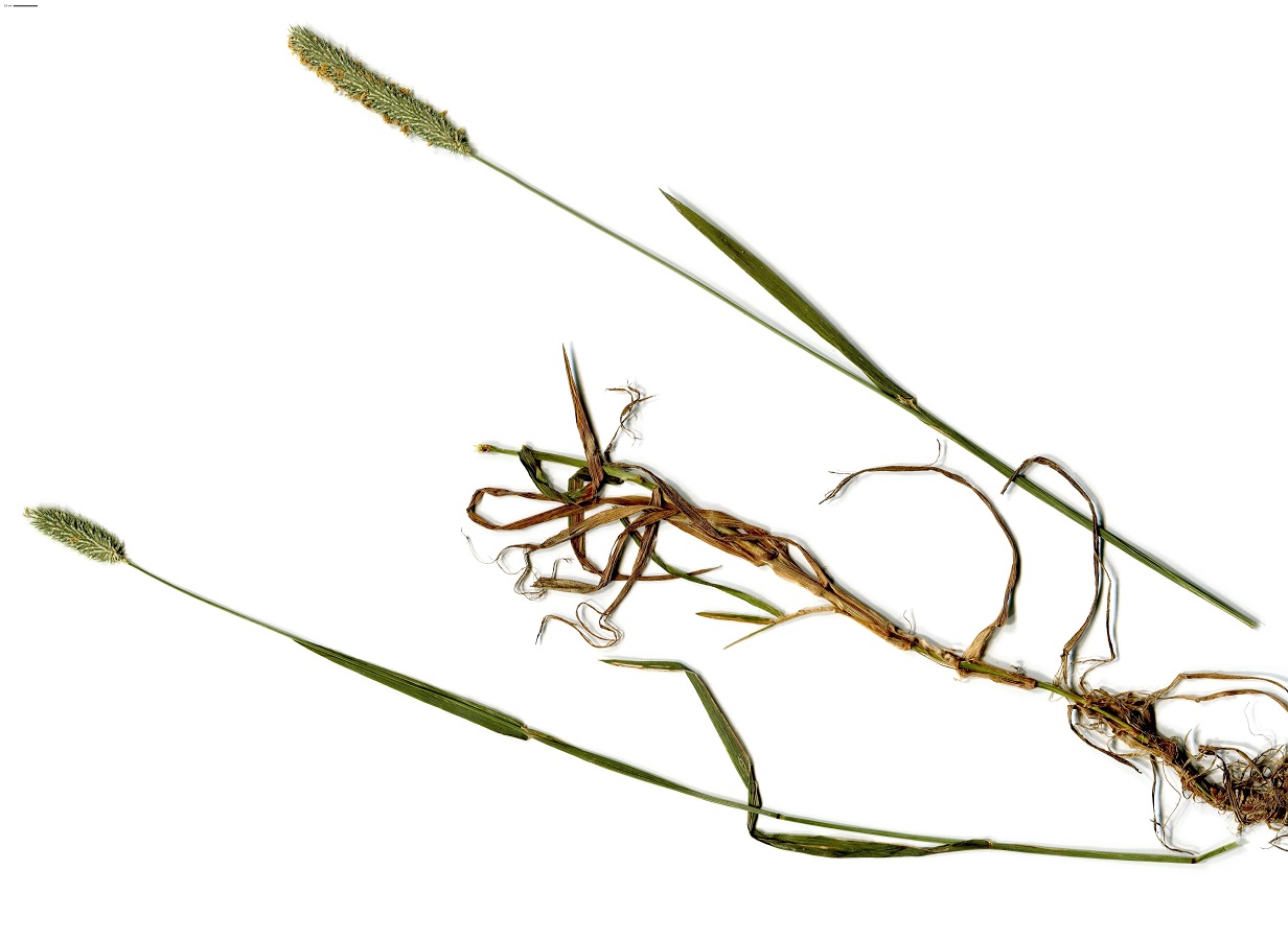 Phleum nodosum (Poaceae)